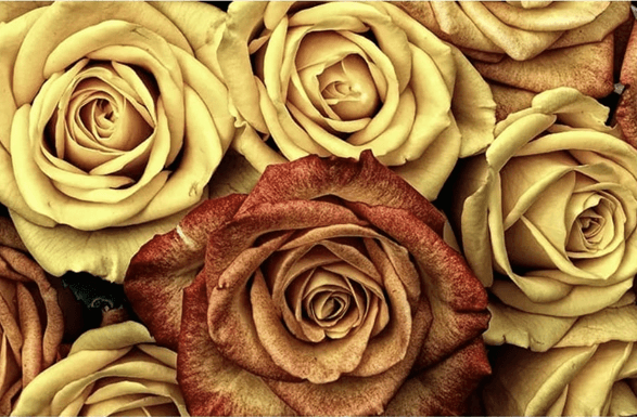 Peaceful flowers representing reiki healing